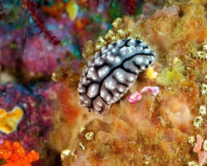 nudibranch-_2_