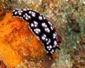 nudibranch-_3_