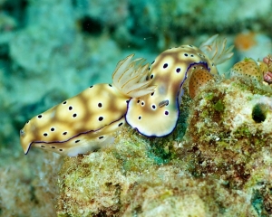 nudibranch-_4_