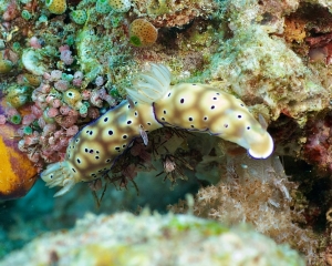 nudibranch-_5_