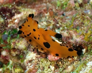 nudibranch-_6_