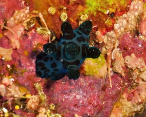 nudibranch-_8_