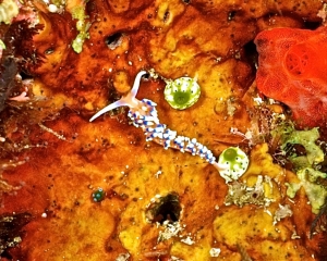 nudibranch
