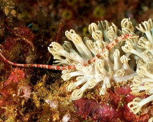pipefish-_2_