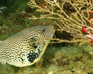 pufferfish