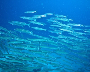 school-of-barracuda
