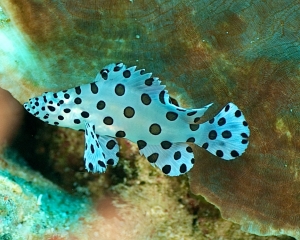 spotted-fish
