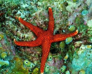 starfish-_1_