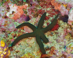 starfish-_2_