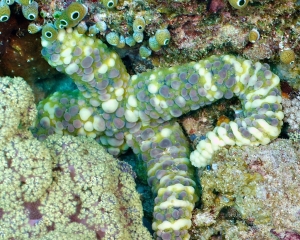 starfish