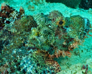 stonefish