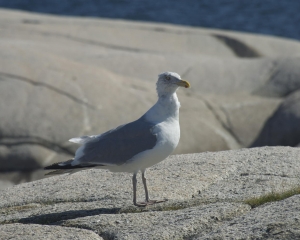 DSC_1881