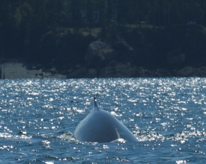 DSC_1934