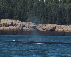 DSC_1941