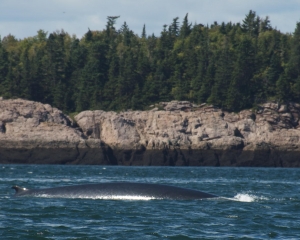 DSC_1964