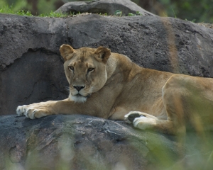 AnimalKingdom-011