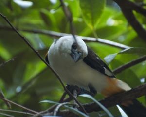 AnimalKingdom-017