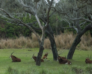 AnimalKingdom-026