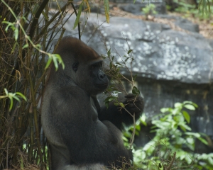 AnimalKingdom-028