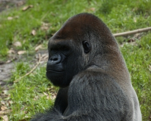 AnimalKingdom-029