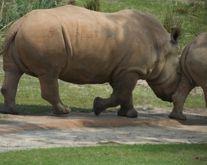 AnimalKingdom-037