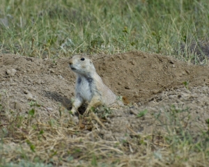 DSC_5897 DSC_5897