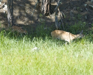 DSC_5993 DSC_5993