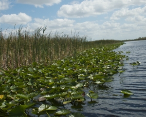 Everglades-044