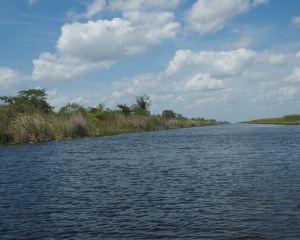 Everglades-045