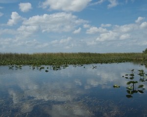 Everglades-046