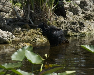 Everglades-052