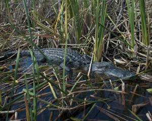 Everglades-055