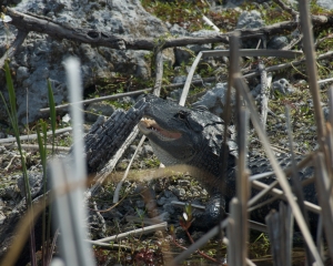 Everglades-056