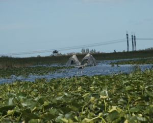 Everglades-060