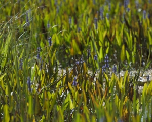 Everglades-063