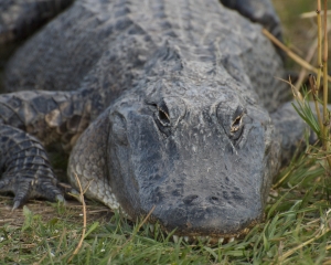 Everglades-066