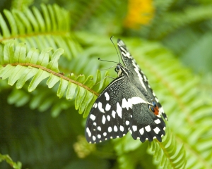 DSC_5113 DSC_5113