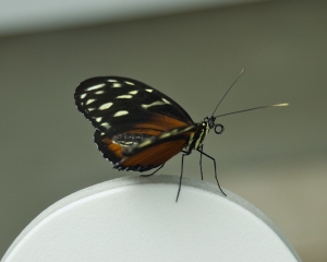 DSC_5116 DSC_5116