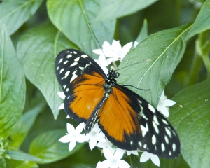 DSC_5138 DSC_5138