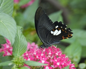 DSC_5140 DSC_5140
