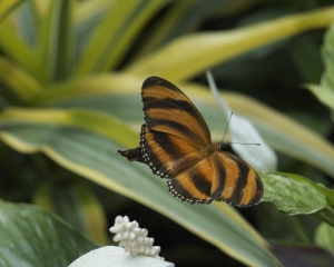 DSC_5153 DSC_5153