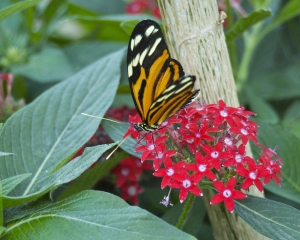 DSC_5158 DSC_5158