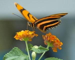 DSC_5178 DSC_5178