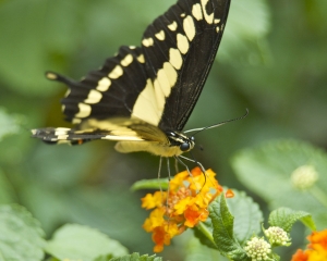 DSC_5181 DSC_5181