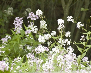 DSC_5195 DSC_5195