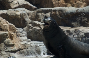 SeaWorld-104 SeaWorld-104