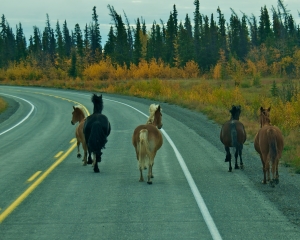 Free-Range-Horses-near-Haines-Junction