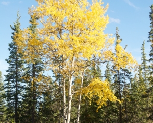 An-Aspen-in-the-fall An-Aspen-in-the-fall