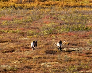 Caribou-_1_ Caribou-_1_
