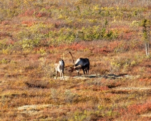 Caribou Caribou